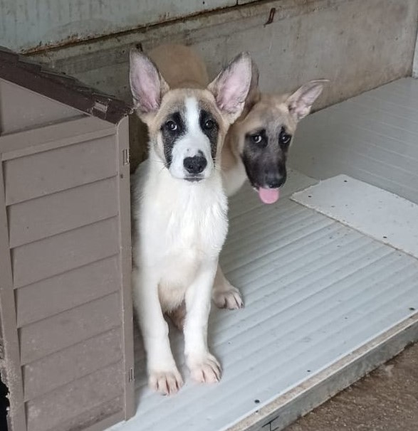 Il Bellissimo Elliot